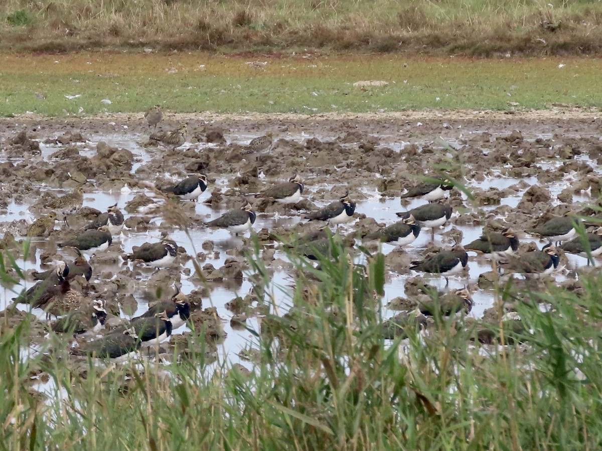 Northern Lapwing - ML624085612