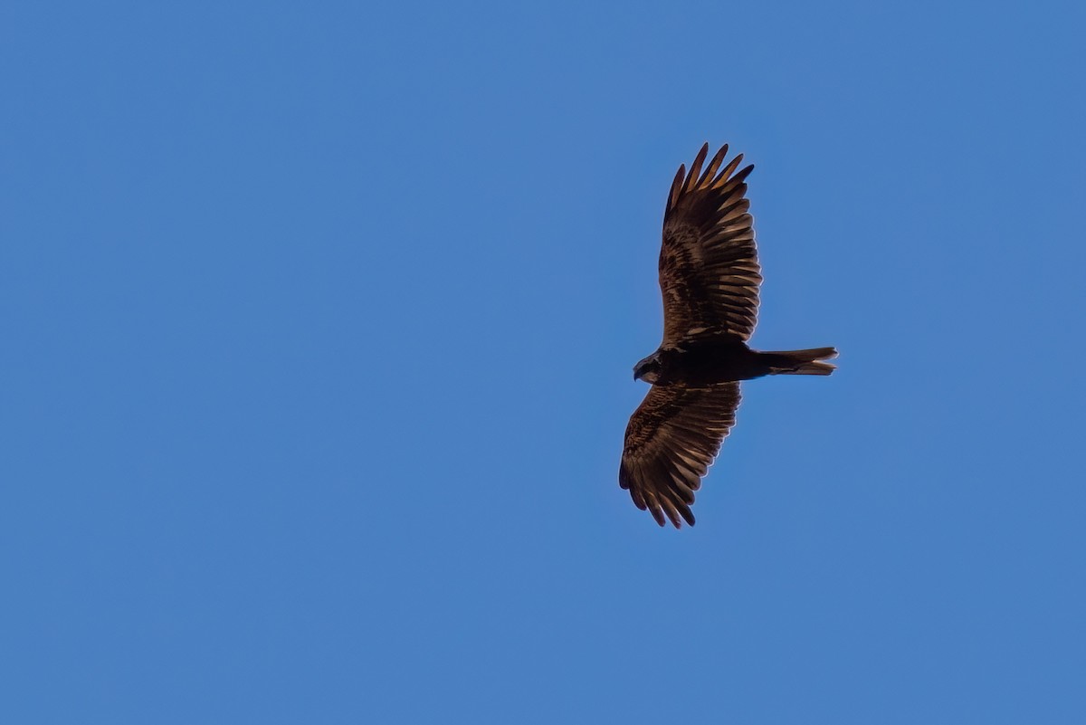 Western Marsh Harrier - Jaap Velden