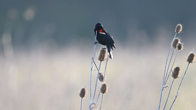 Red-winged Blackbird - ML624085617