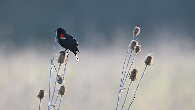 Red-winged Blackbird - ML624085618