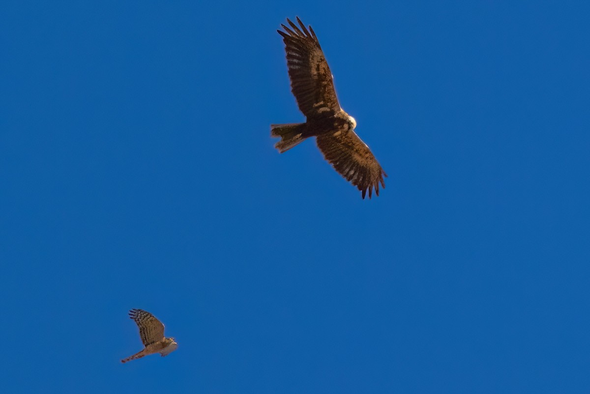 נץ מצוי - ML624085623