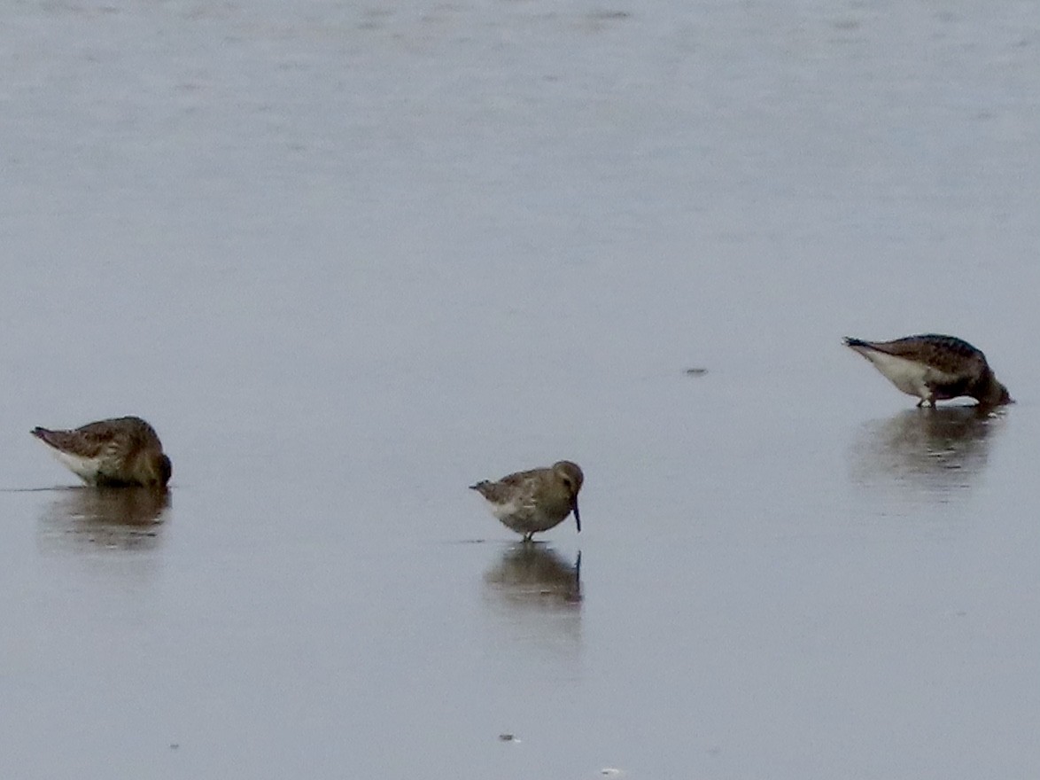 Dunlin - ML624085632