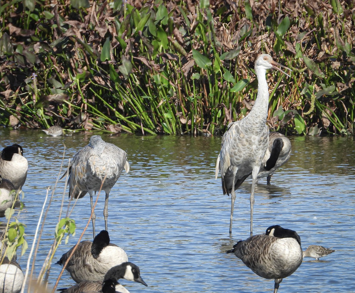 Sandhill Crane (tabida/rowani) - ML624085651