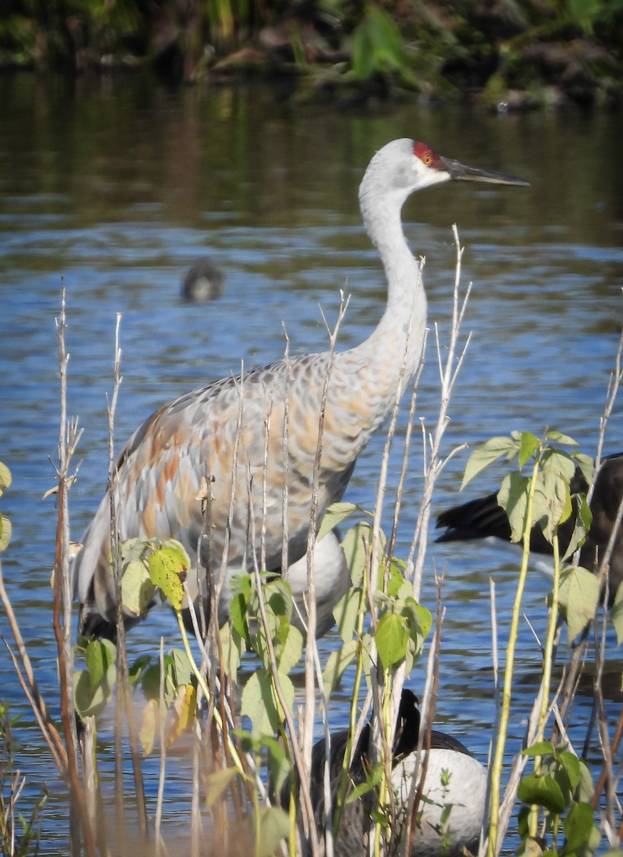 Sandhill Crane (tabida/rowani) - ML624085653