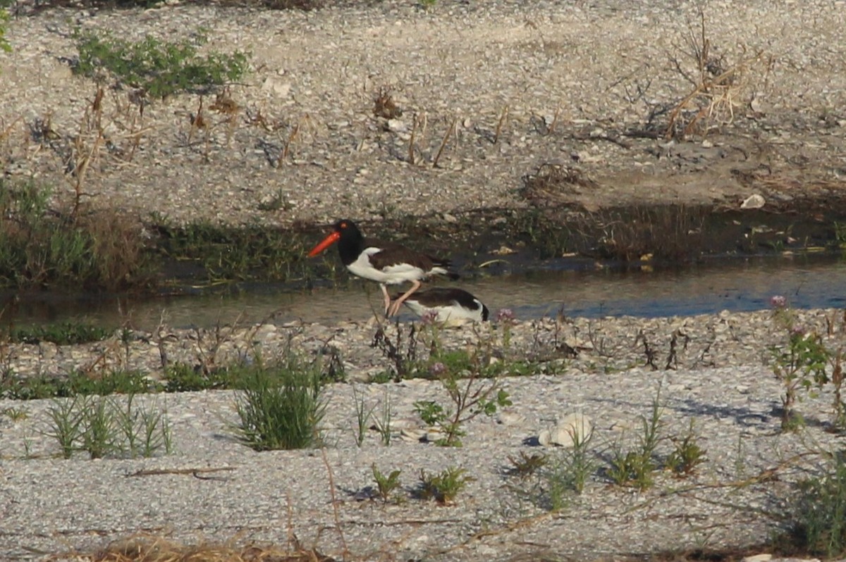 American Oystercatcher - ML624085657