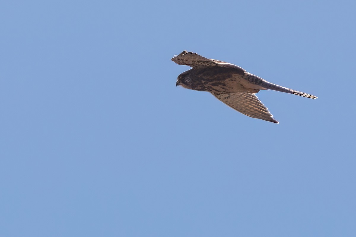 falcon sp. - Jaap Velden