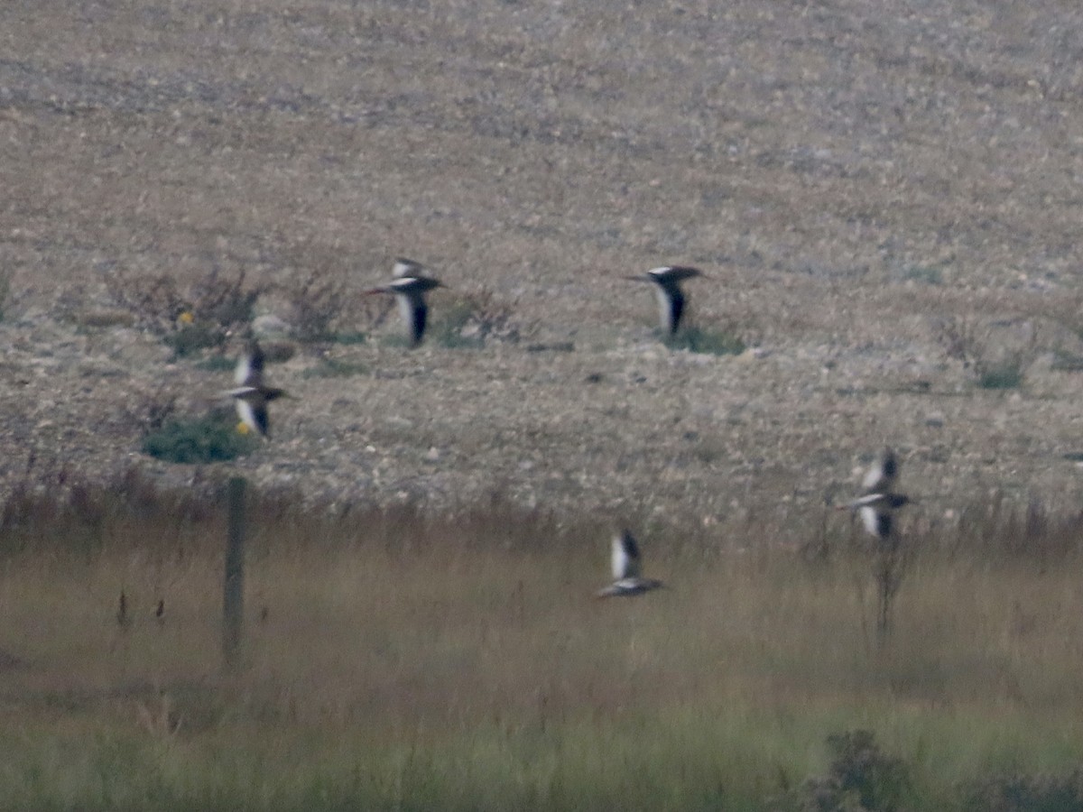 Common Redshank - ML624085685