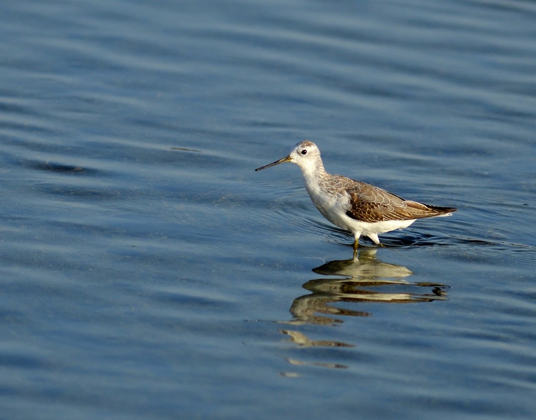 Common Greenshank - ML624085698