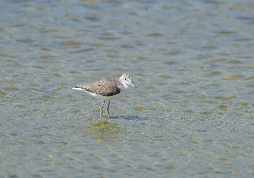 Common Greenshank - ML624085699