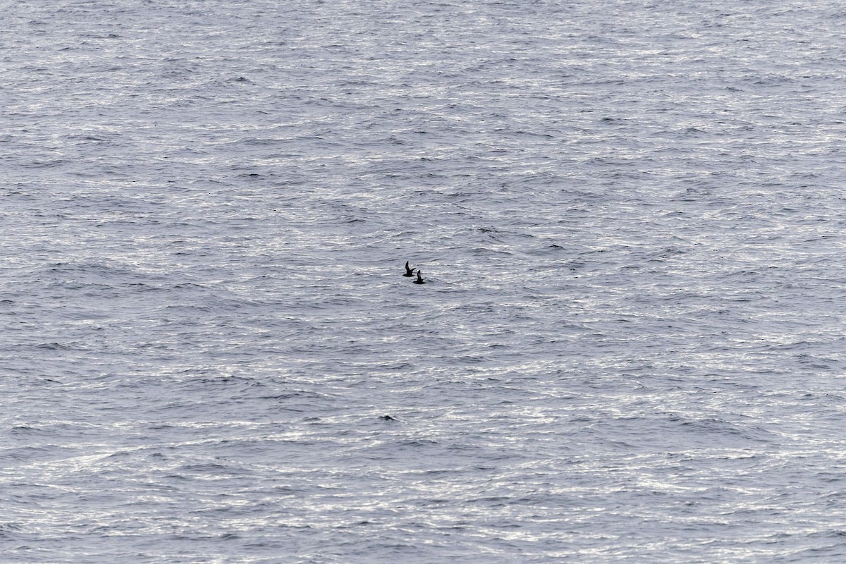 Leach's Storm-Petrel - ML624085733