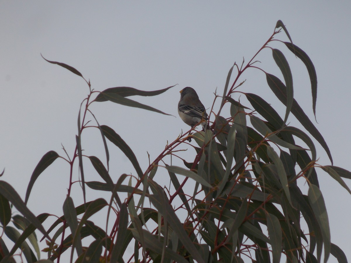 Band-tailed Seedeater - ML624085736