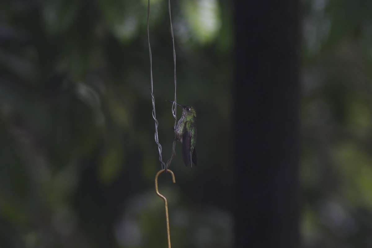 Many-spotted Hummingbird - ML624085768