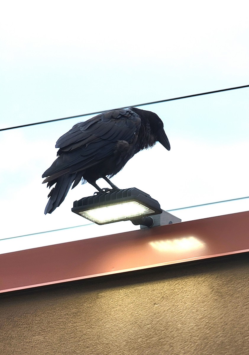 Common Raven - ML624085784