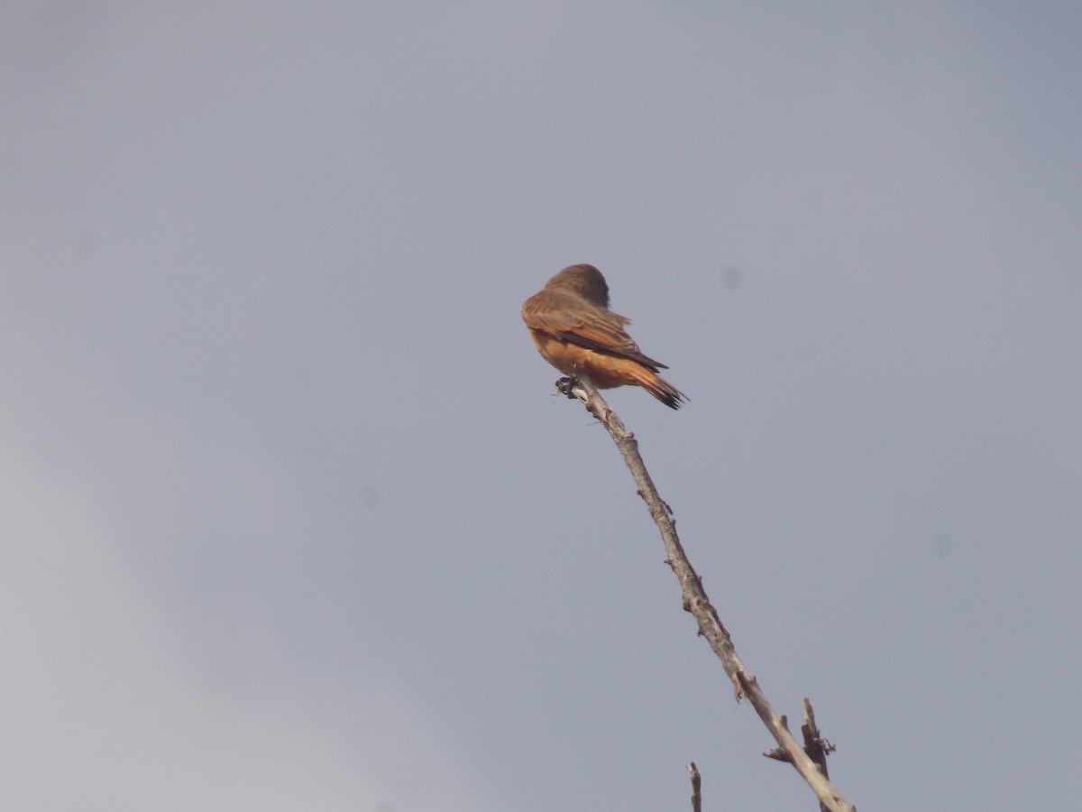 Cliff Flycatcher - ML624085793