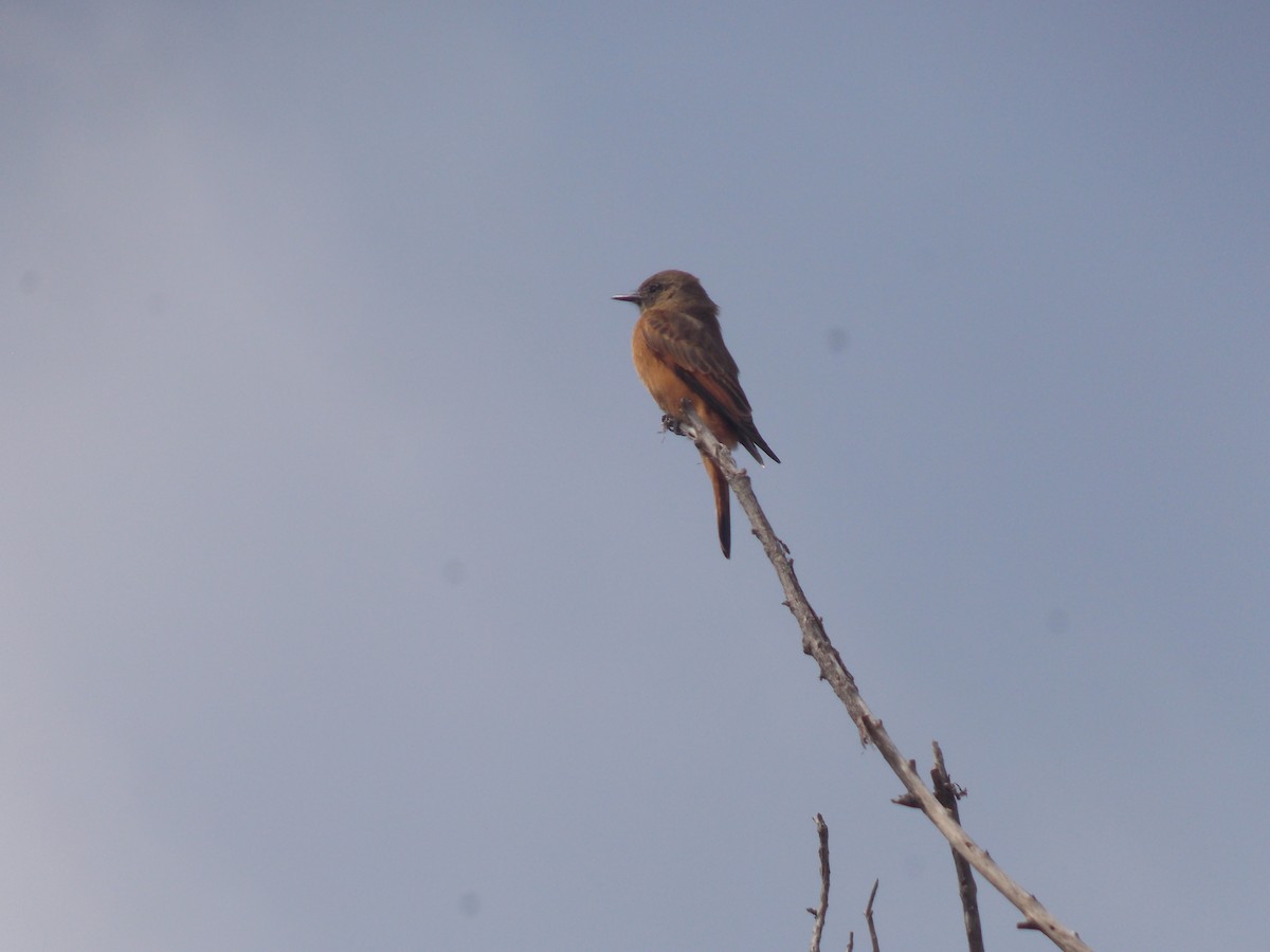 Cliff Flycatcher - ML624085794