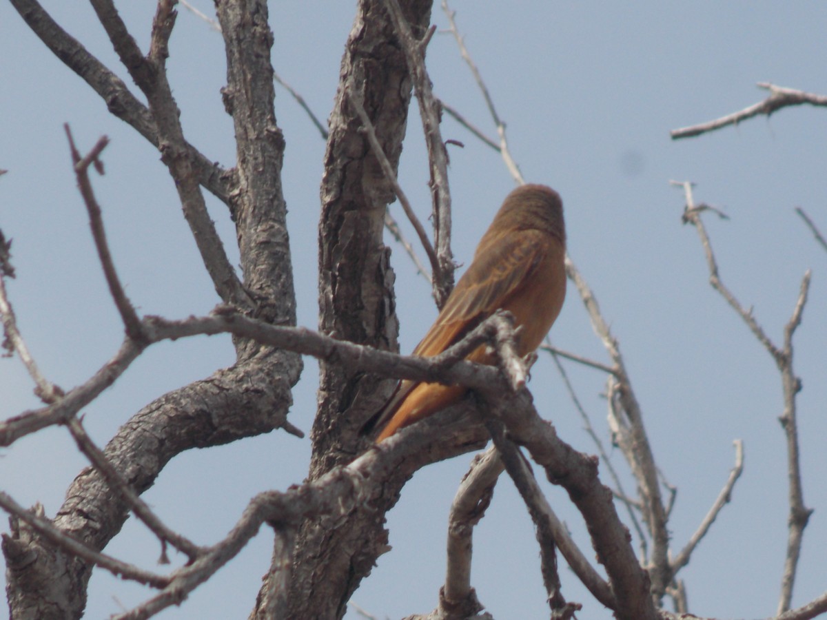 Cliff Flycatcher - ML624085796