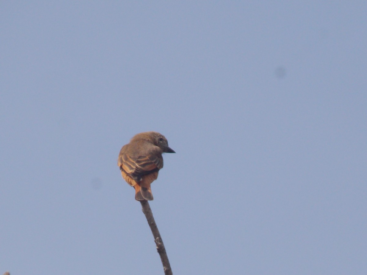 Cliff Flycatcher - Tomás Daguerre