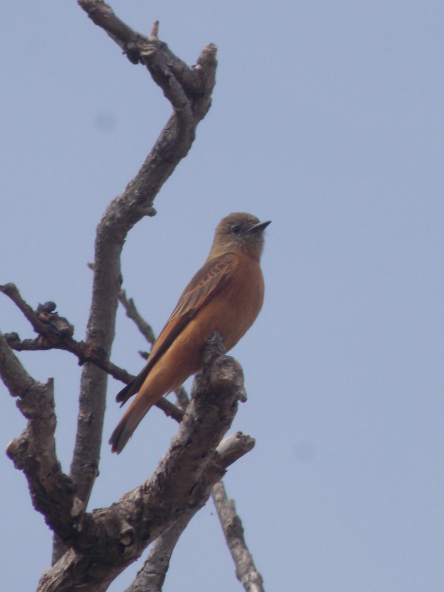 Cliff Flycatcher - ML624085798