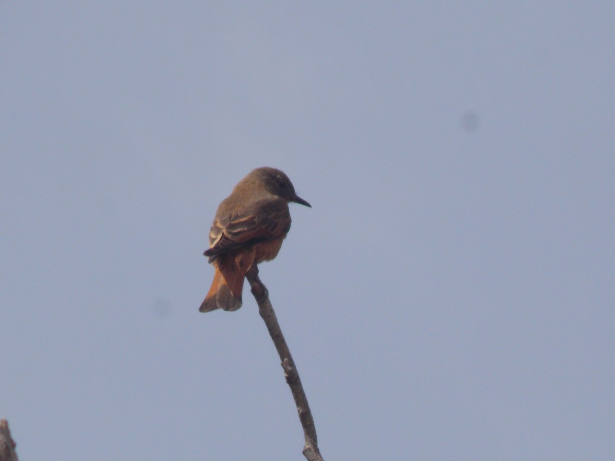 Cliff Flycatcher - ML624085799