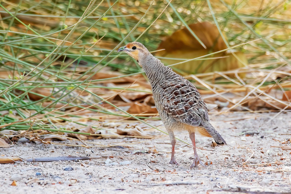 Francolin gris - ML624085842