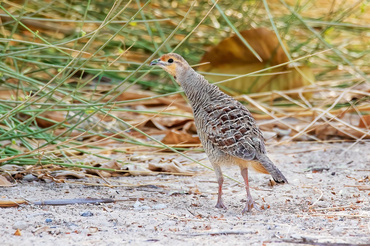 Gray Francolin - ML624085842