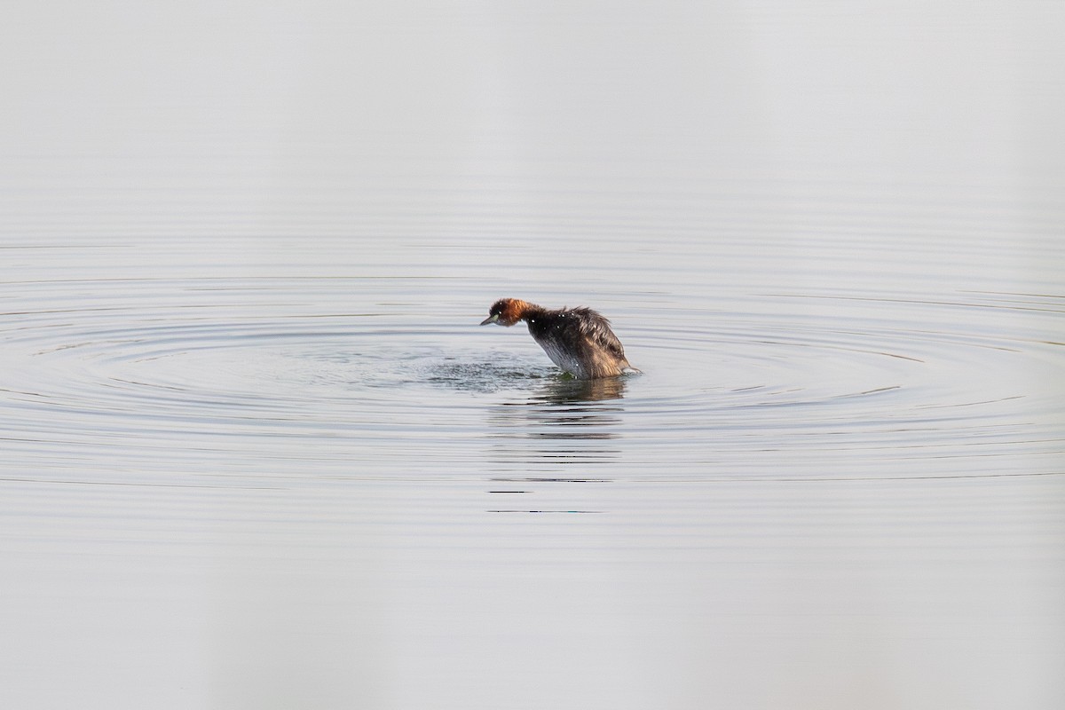 Little Grebe - ML624085846