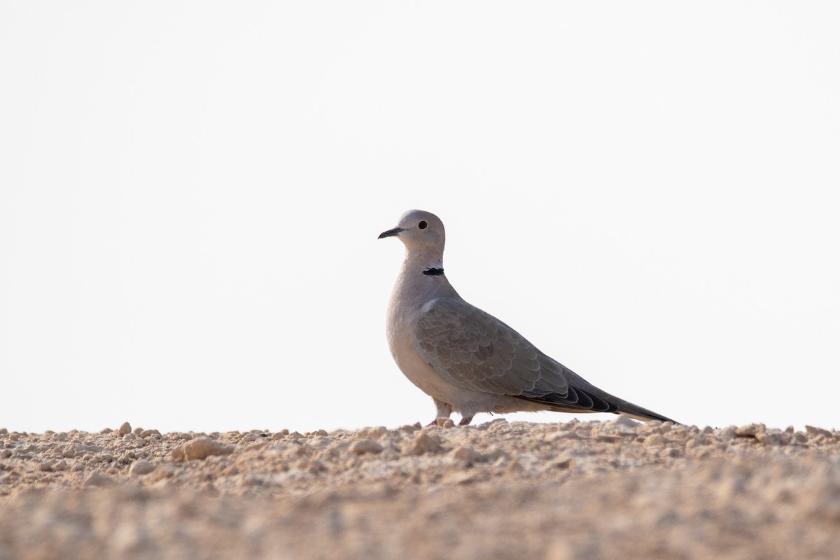 Eurasian Collared-Dove - ML624085857