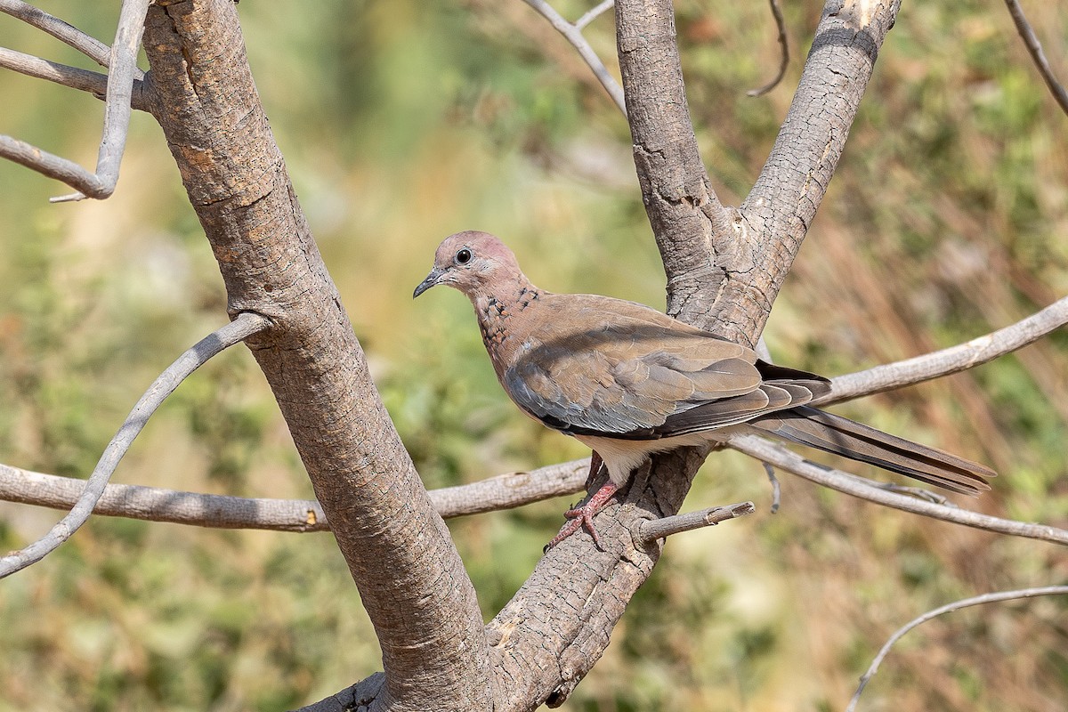 Laughing Dove - ML624085861