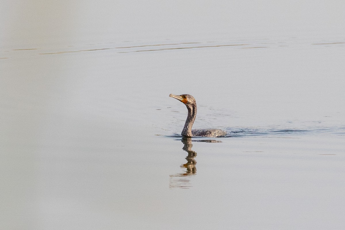 Great Cormorant - ML624085862