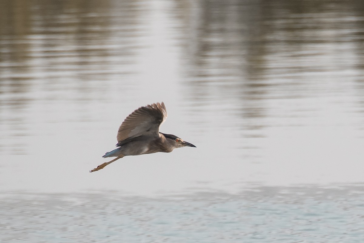 Black-crowned Night Heron - ML624085866