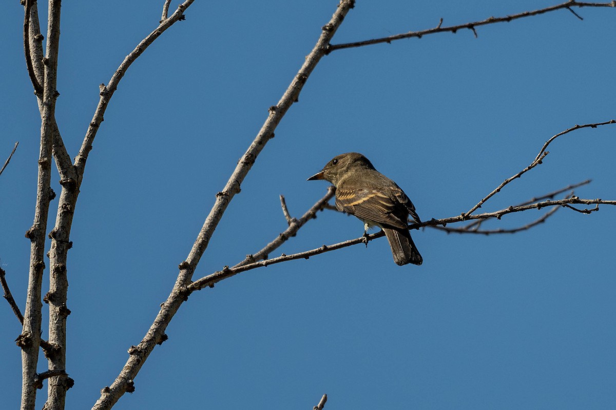 Western Wood-Pewee - ML624085868