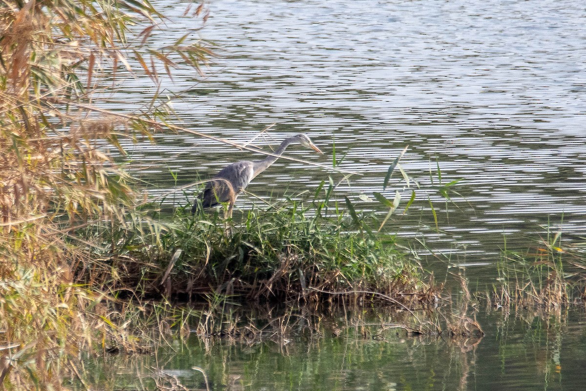 Gray Heron - ML624085869