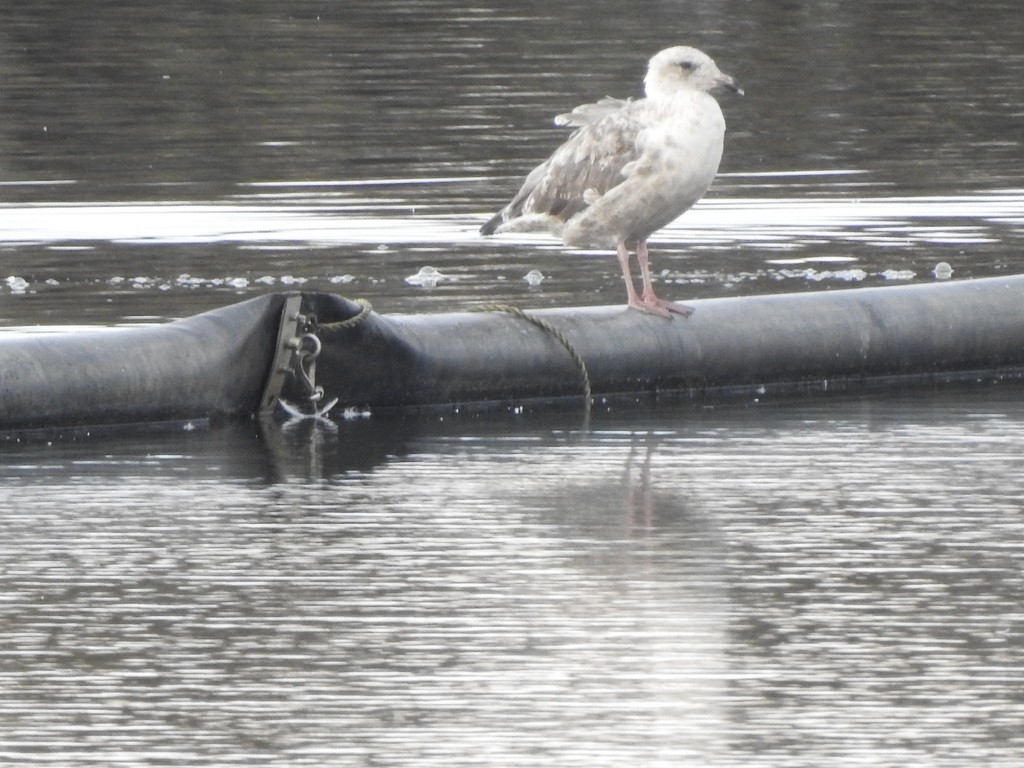 skifermåke - ML624085874