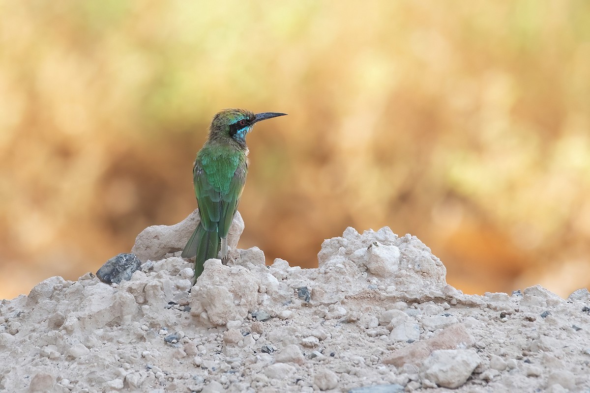 שרקרק גמדי - ML624085877