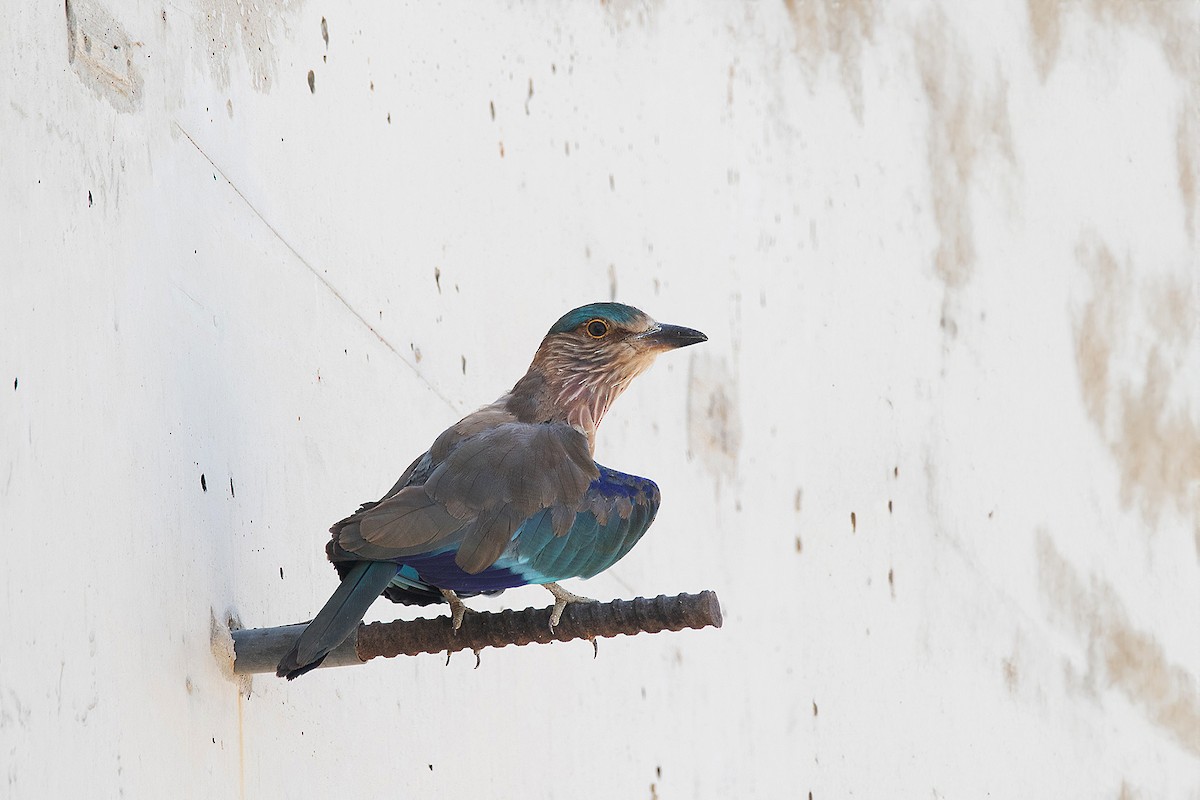 Indian Roller - ML624085888