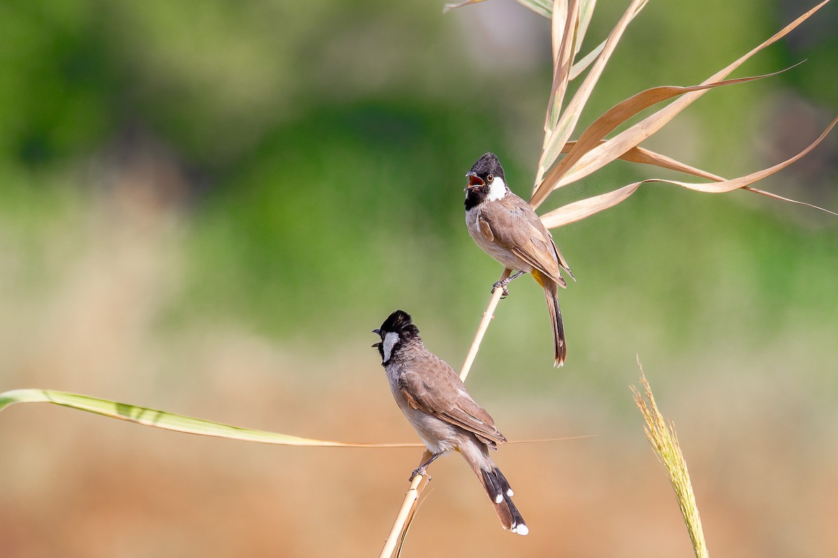 Bulbul à oreillons blancs - ML624085893