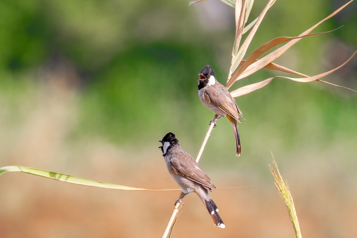 White-eared Bulbul - ML624085893