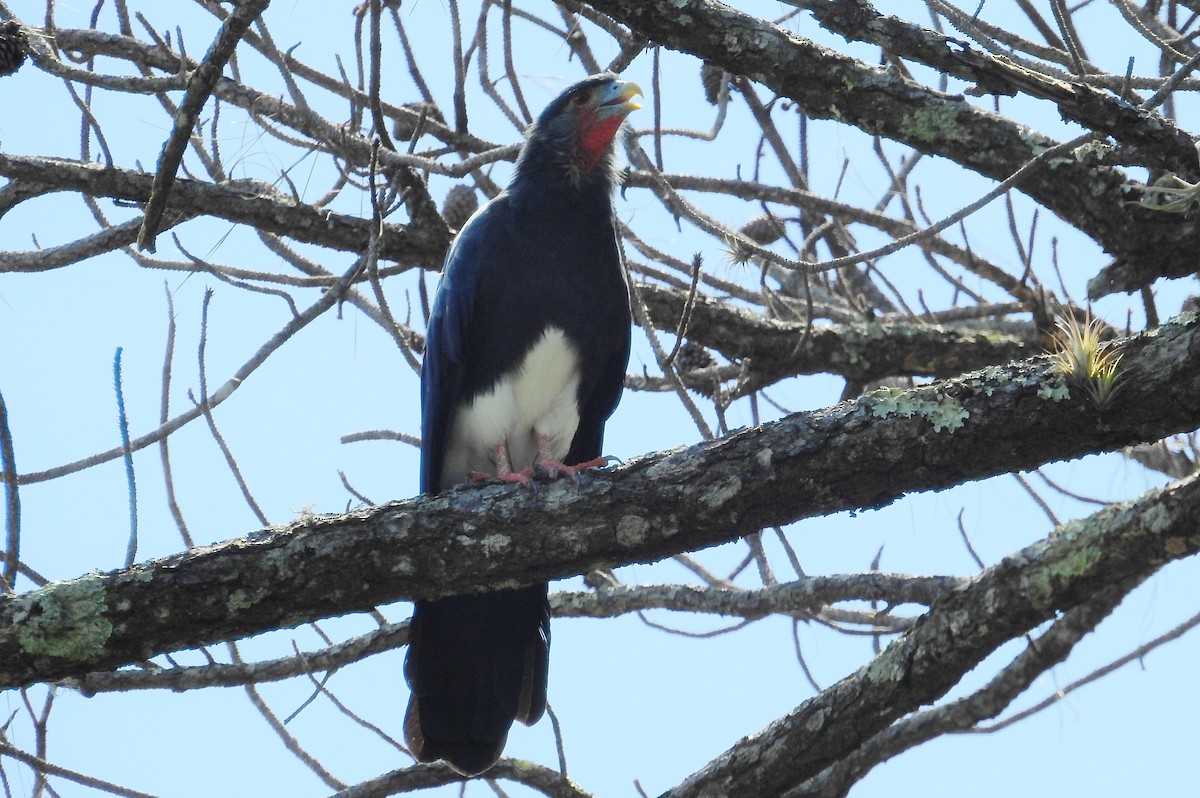 Red-throated Caracara - ML624085906