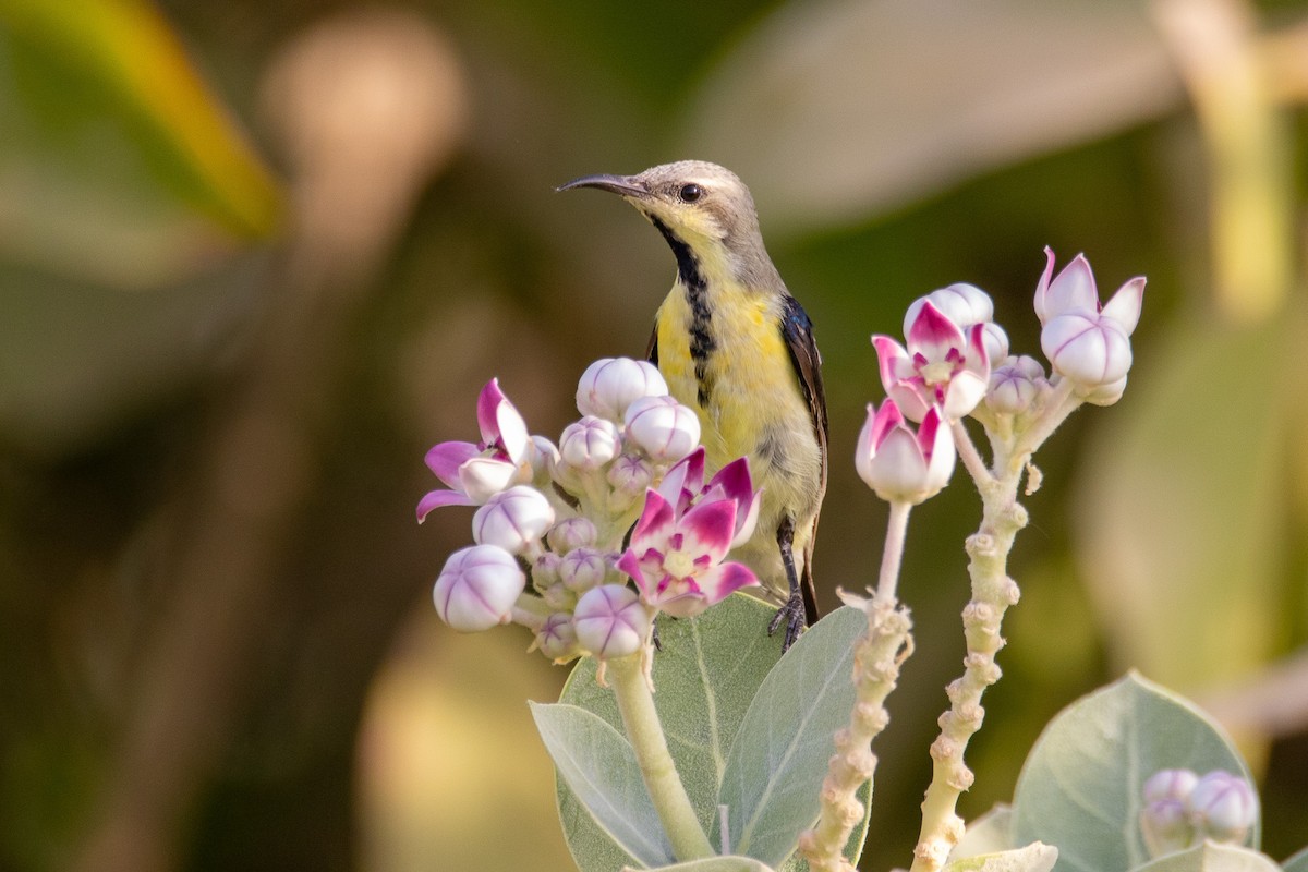 Purple Sunbird - ML624085910