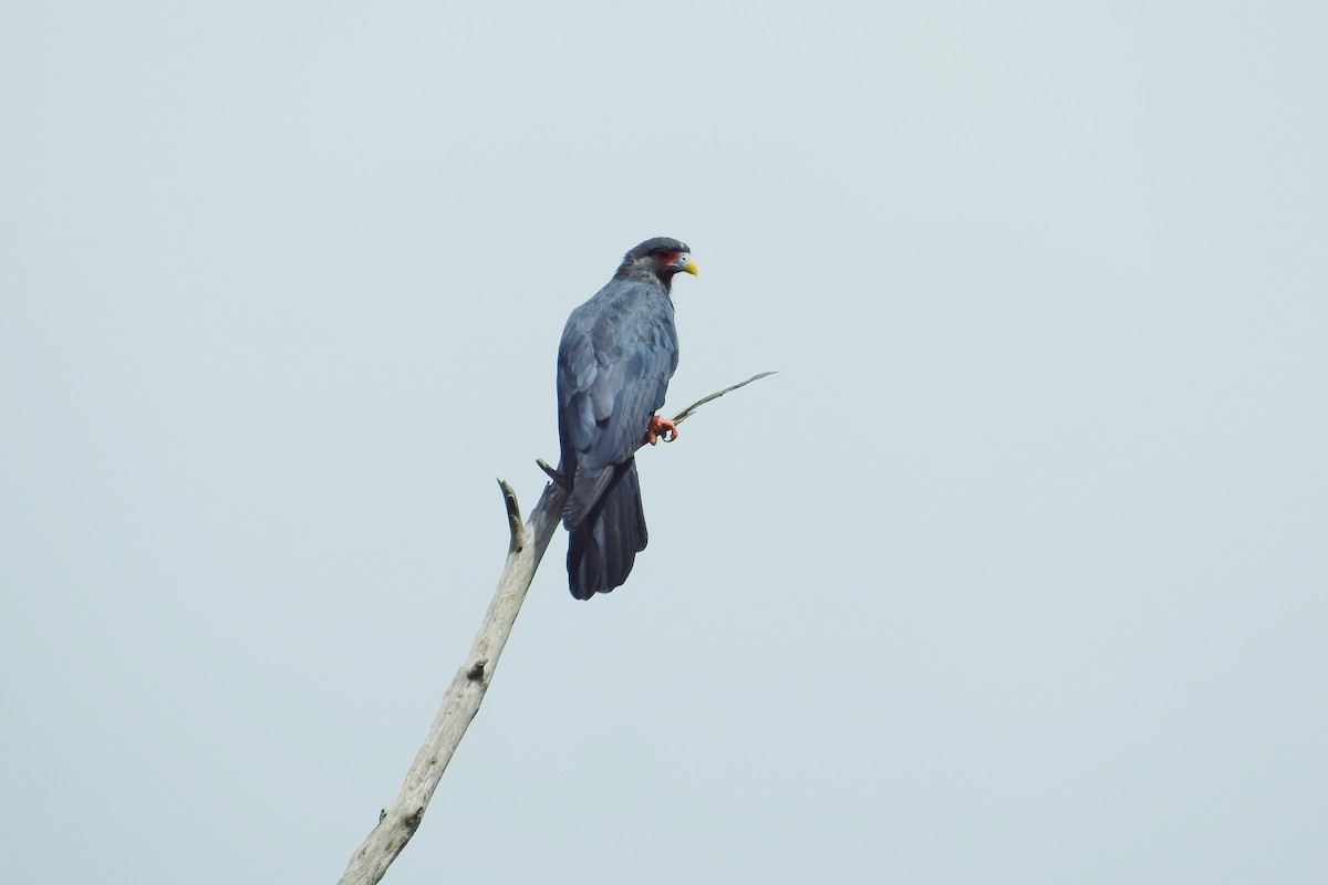 Red-throated Caracara - ML624085939