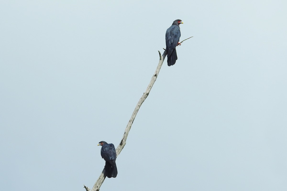 Red-throated Caracara - ML624085944