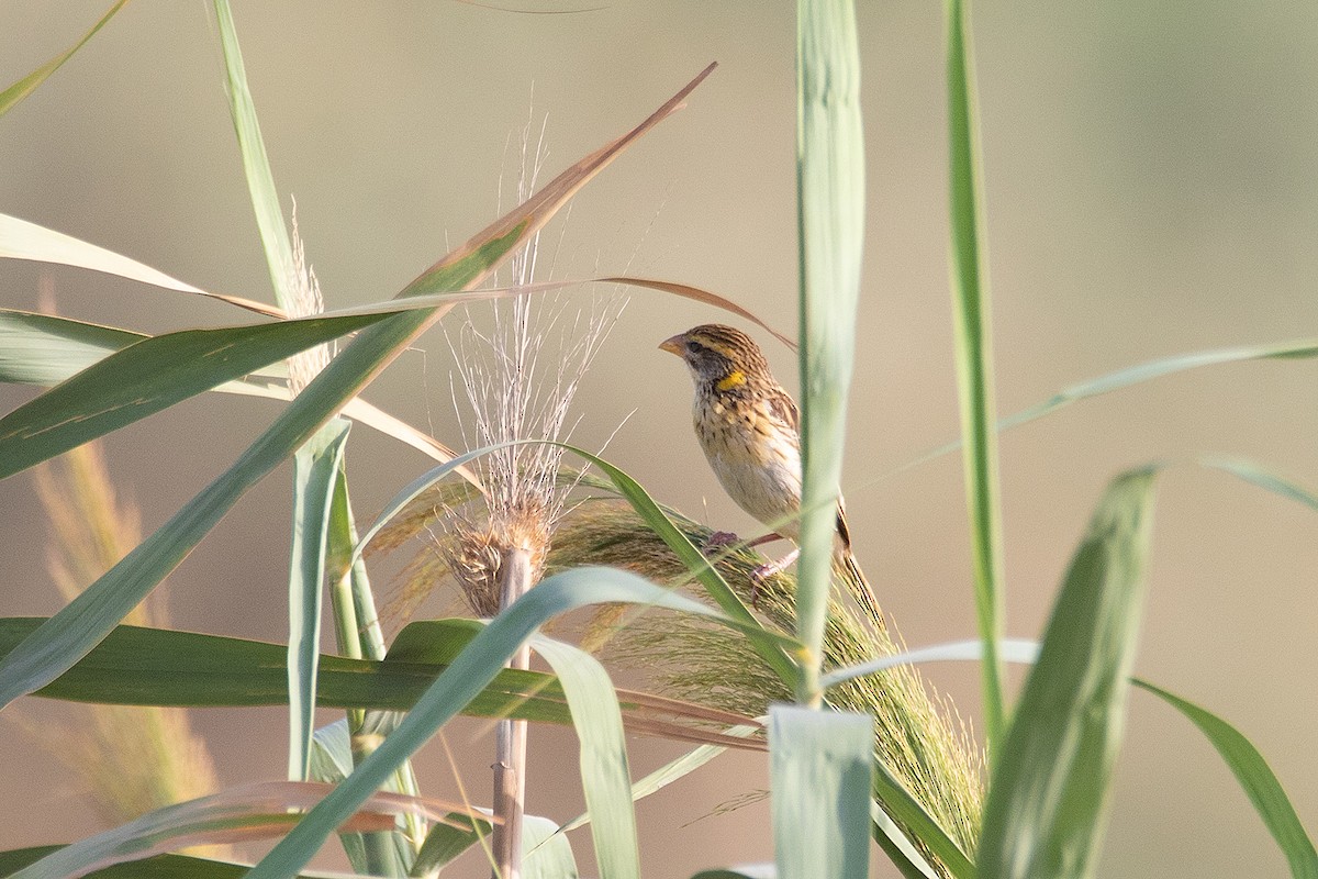 Streaked Weaver - ML624085968