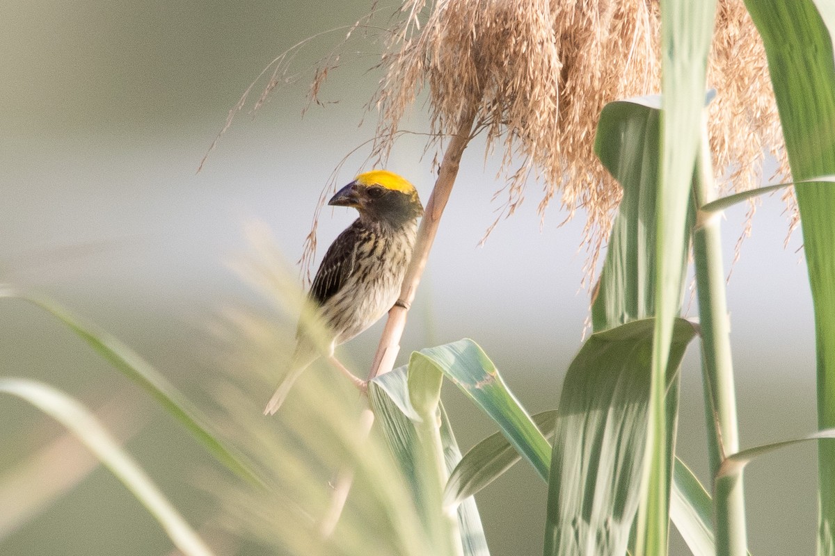 Streaked Weaver - ML624085969