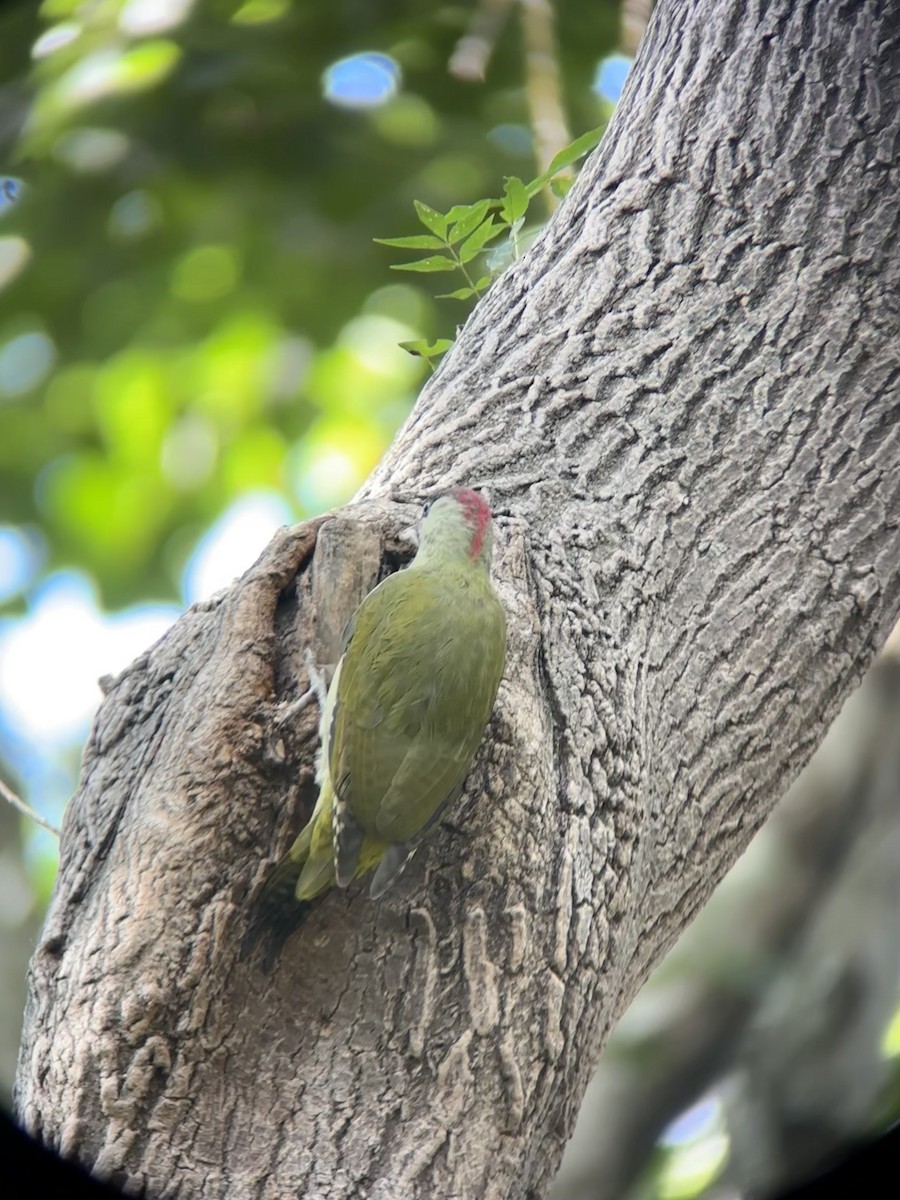 Eurasian Green Woodpecker - ML624085973