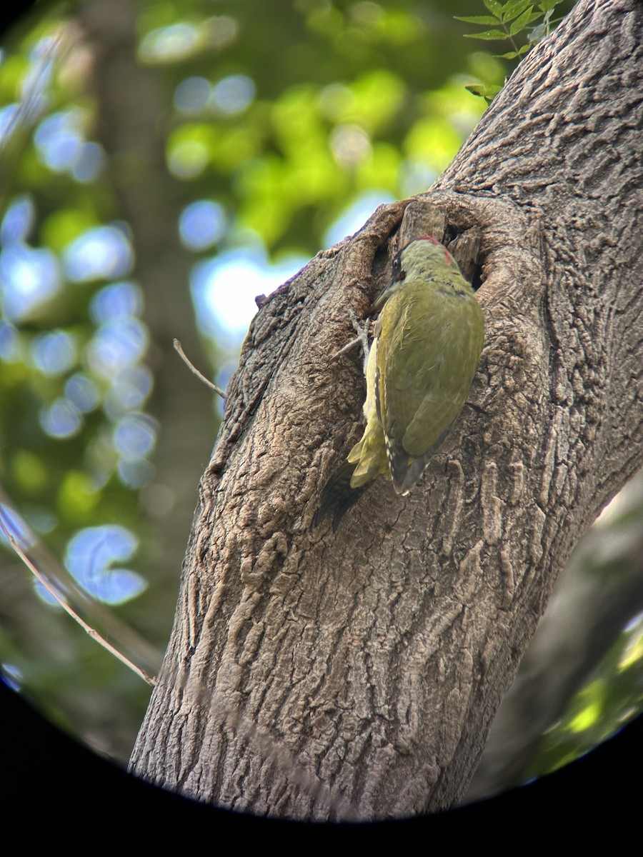 Eurasian Green Woodpecker - ML624085974