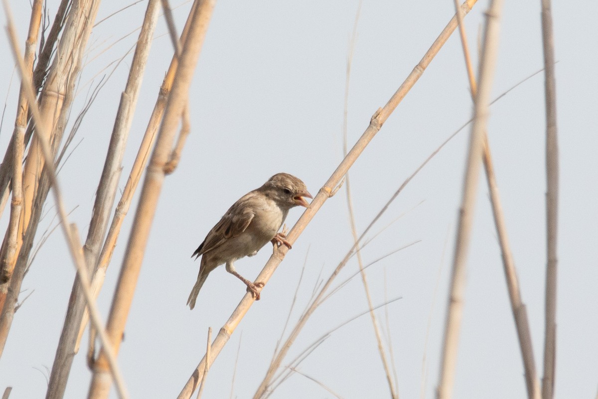 Pale Rockfinch - ML624085979