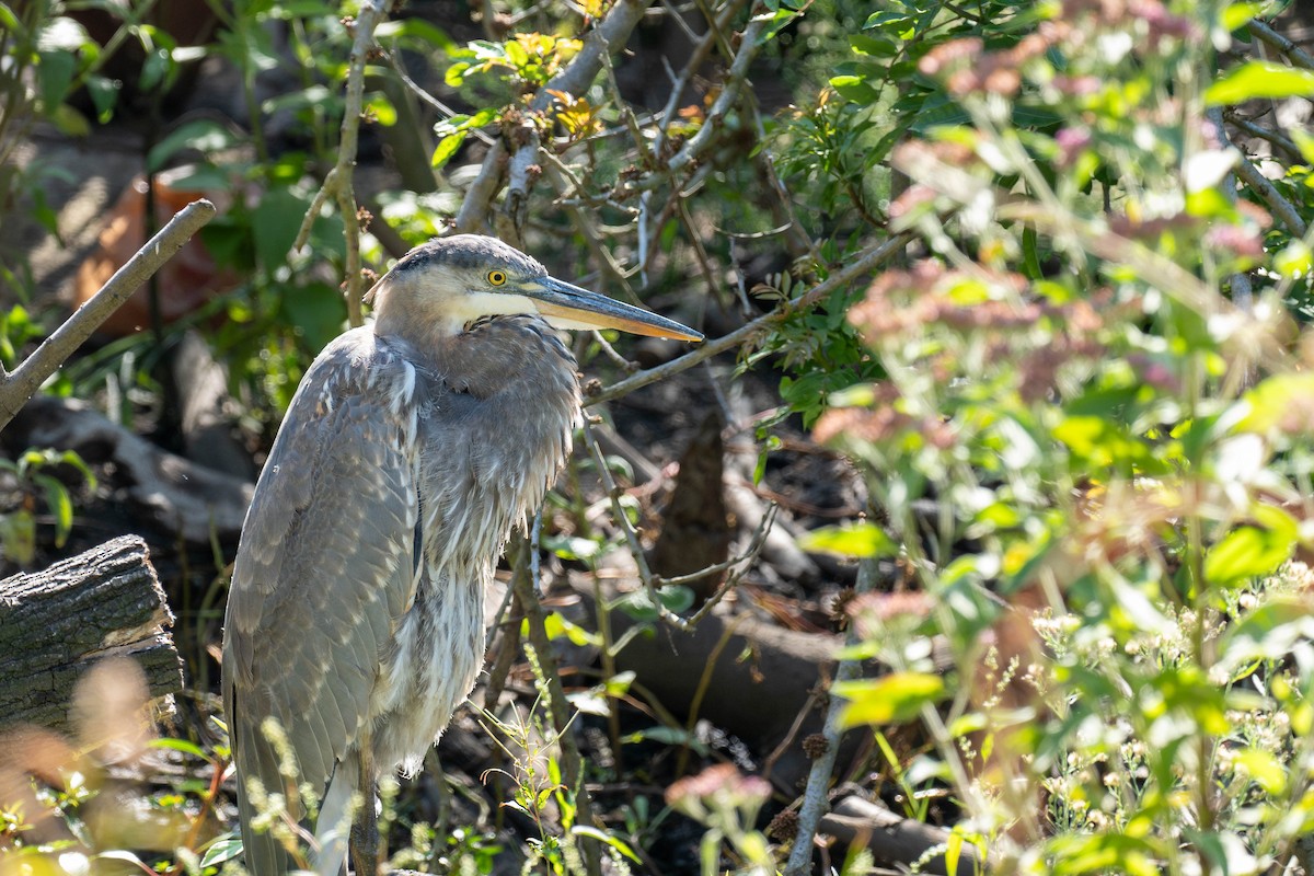 Great Blue Heron - ML624086015