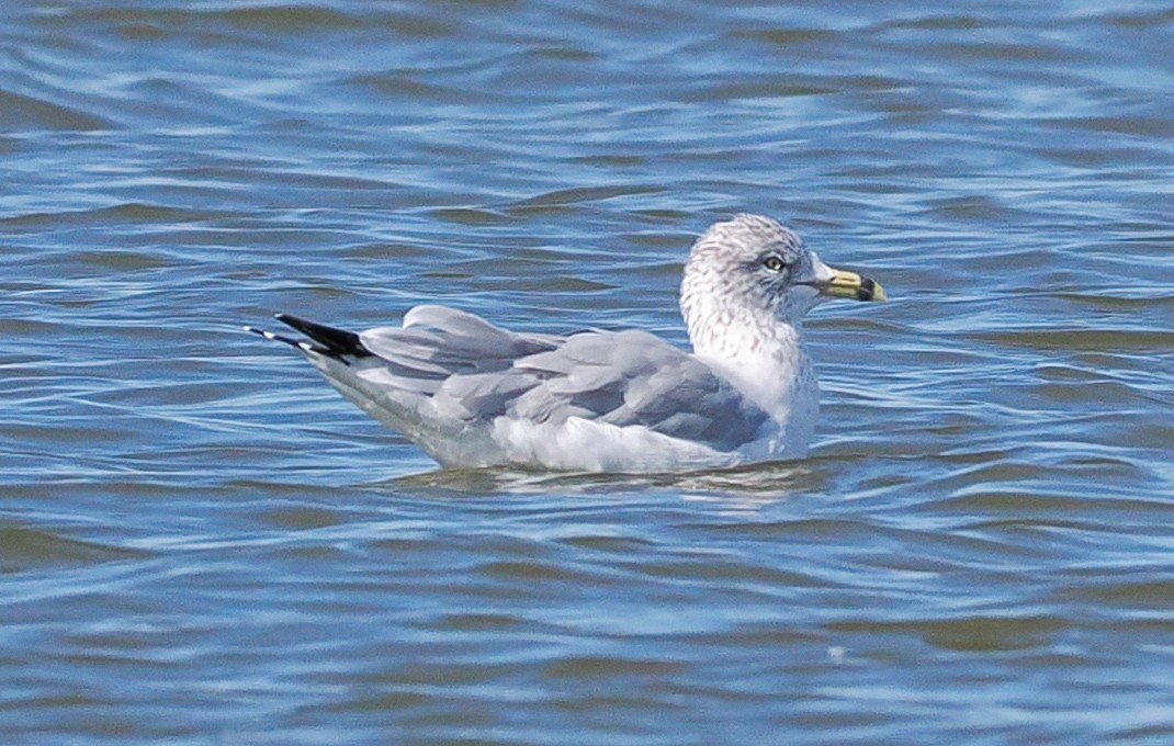 Ring-billed Gull - ML624086029