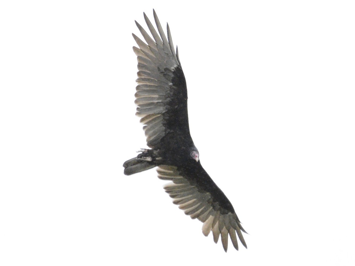 Turkey Vulture - ML624086042