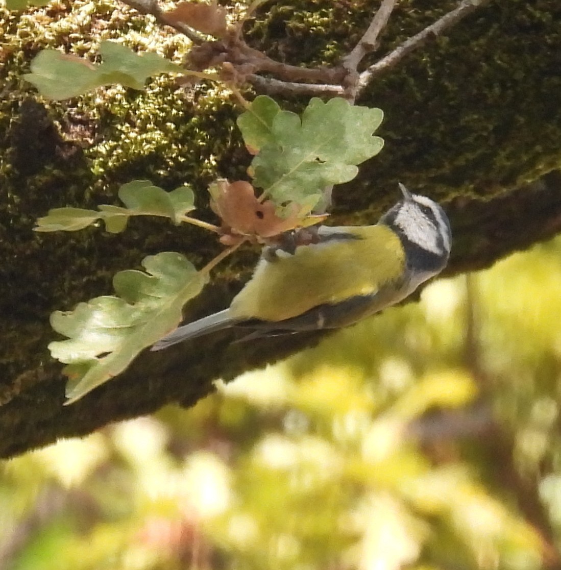 Eurasian Blue Tit - ML624086061